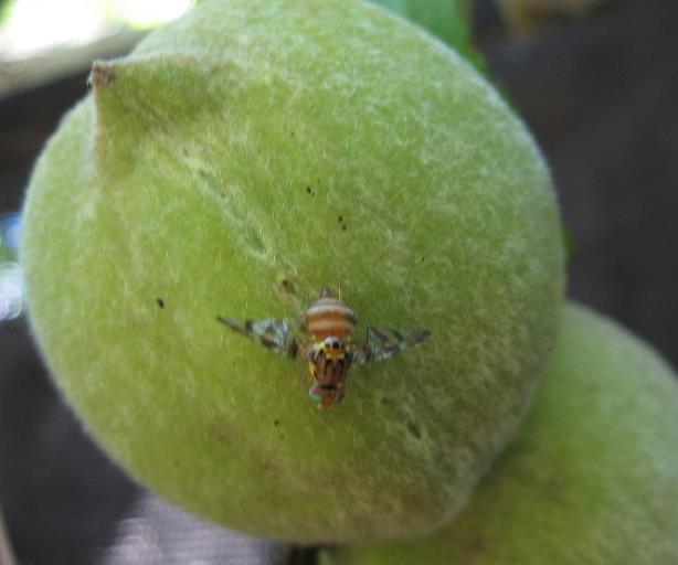 In citrus, it is common for adult female medfly to probe fruit in search of appropriate oviposition sites without laying eggs.