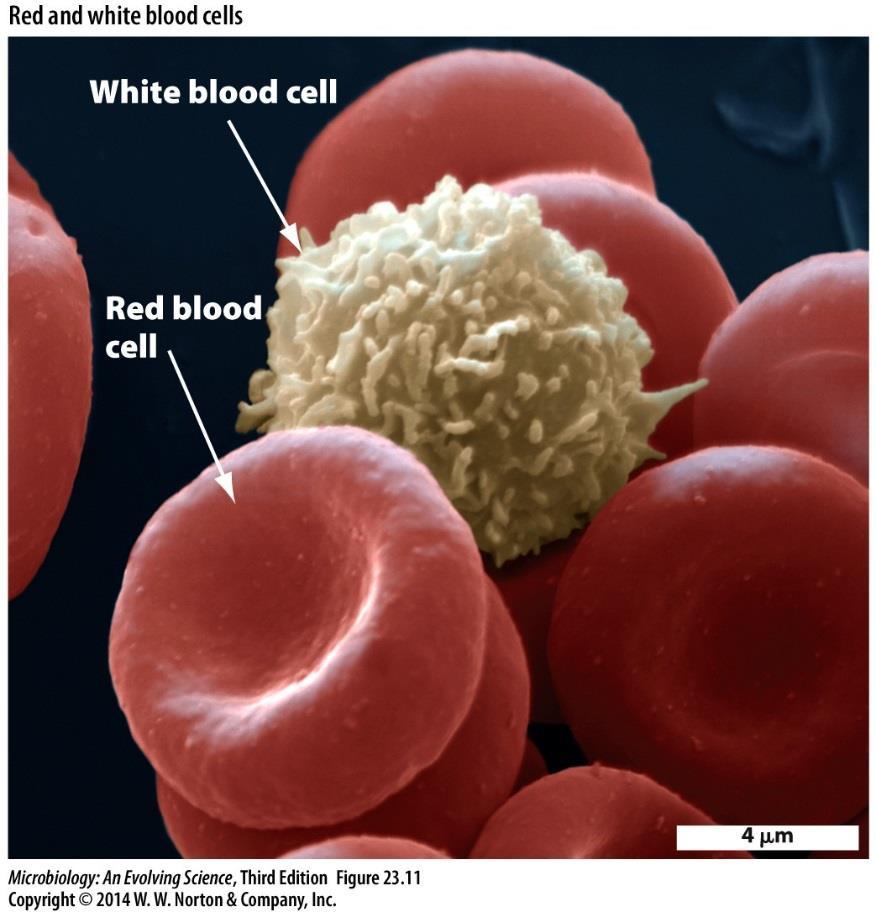 Erythrocytes and Platelets Erythrocytes: develop from bone marrow stem cells, lose nucleus, simple
