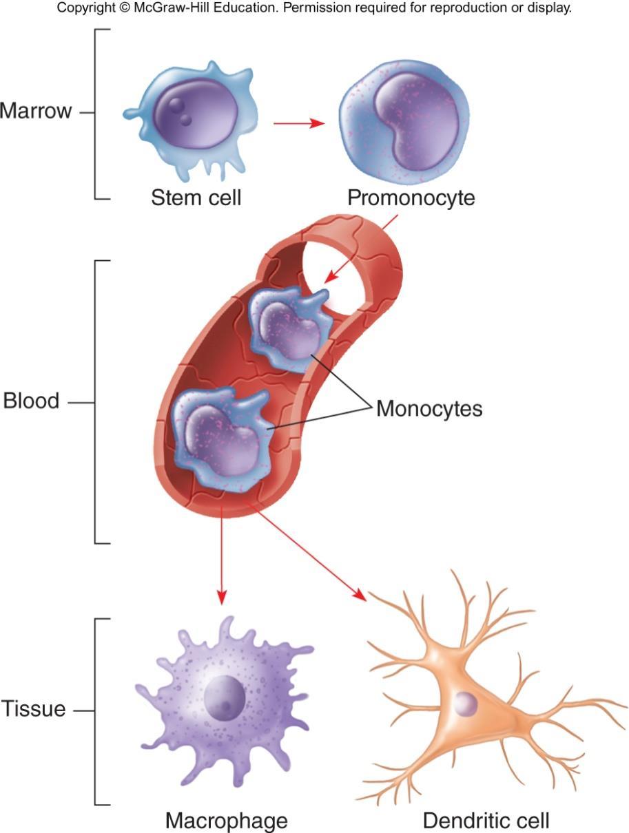 Phagocytes and Phagocytosis Neutrophils general-purpose; react early to bacteria and other foreign materials, and to damaged tissue Eosinophils attracted to sites of