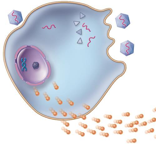 Interferon Small protein produced by certain WBCs and tissue cells Interferon alpha lymphocytes and macrophages Interferon beta fibroblasts and epithelial cells