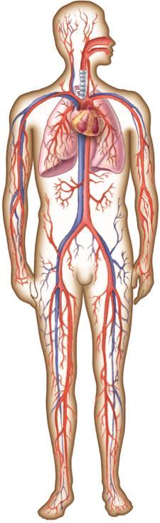 Function of the organs of defense Functions of a healthy