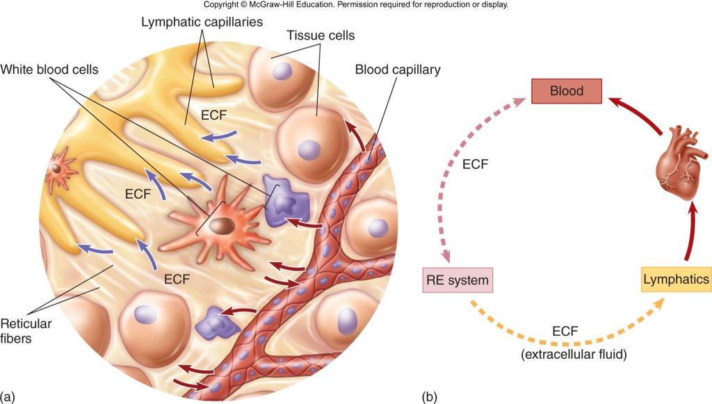 Body compartments participating in the immune system Immune system: Large, complex, and diffuse network of cells and fluids that