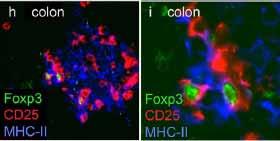 Regulatory T cells in the intestine produce IL-10 Spleen