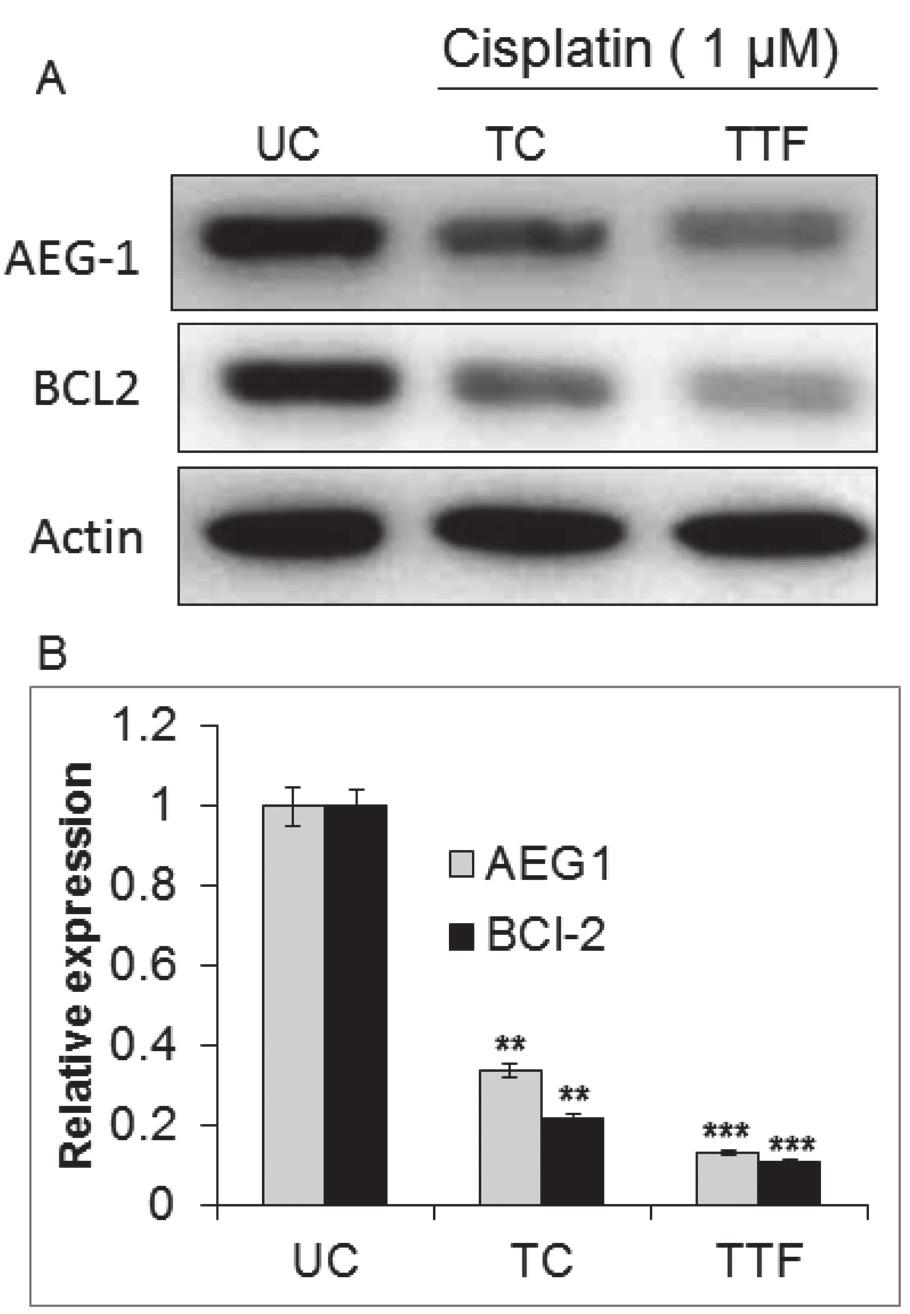 AEG-1 and BCL2 were found to be the potential targeted of mir-136.