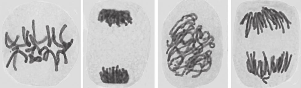 16 The photomicrographs show cells in various stages of the cell cycle. 8 1 2 3 4 Which cells contain twice as many N molecules as a cell from the same organism after cytokinesis?