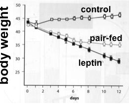 Leptin and food intake Kg leptin women Men