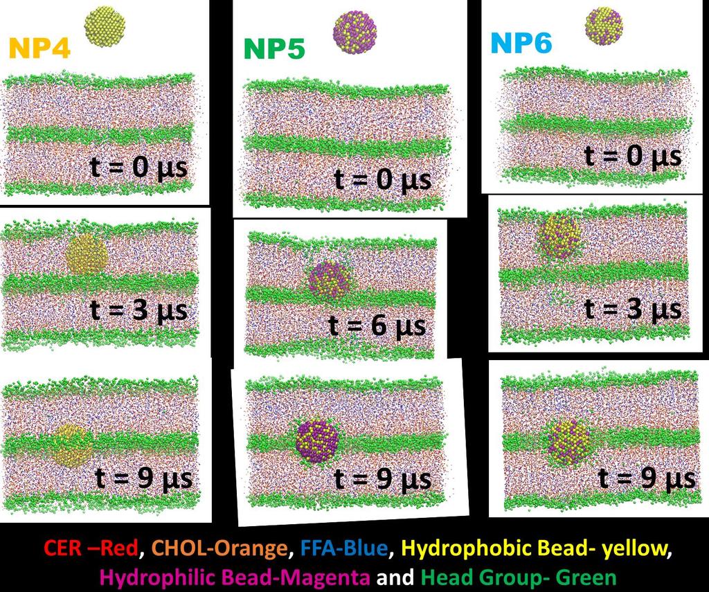 Figure S11. Nanoparticle Permeation through skin double lipid bilayer. Snapshots of each nanoparticle and skin double lipid bilayer system during the 9 µs unconstrained simulation run.
