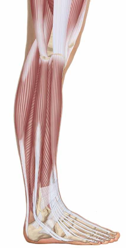 Figure 3: The fibularis longus is located in the lateral leg between the extensor digitorum longus and the soleus.