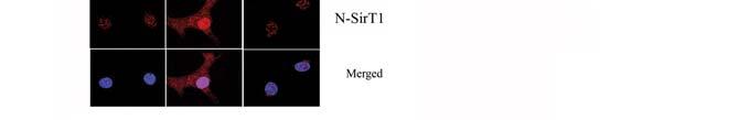 "FL" denotes the full-length SirT1 and "75kDa"- denotes the N-terminally intact cleaved 75SirT1 fragment. D.