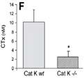 formation Distal femur Serum CTx WT How can cathepsin K inhibition lead to increased