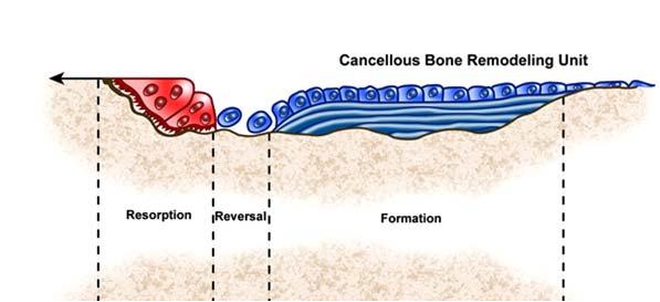 Coupling of bone formation & resorption OPG RANKL Clastokines CON OC CatK KO Genetic deletion of CatK in osteoclasts Bone mass Bone resorption