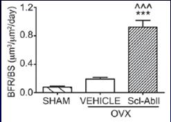 SHAM OVX + VEH OVX + SclAb