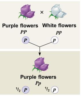 More vocabulary: P (Parental) generation: Gamete: F1 generation: F2 generation: True-breeding: Dominance As Mendel understood it: Offspring are purple Therefore, the big P purple allele is dominant