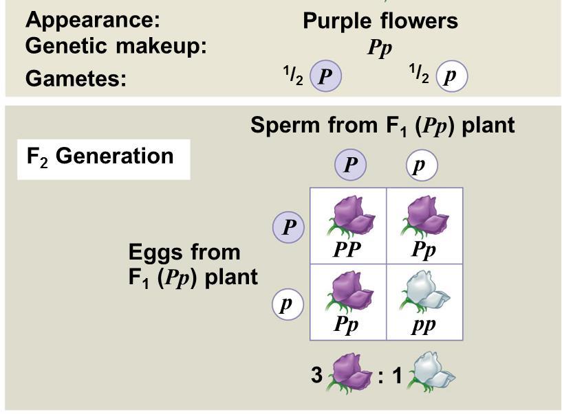 Punnett Squares Calculating Probabilities: Multiplication rule: Q: What is the probability that two pea parents that are heterozygous for flower color will have a homozygous