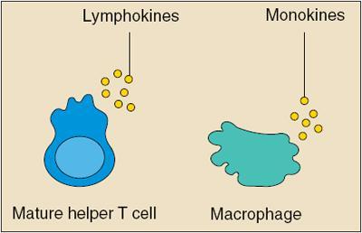Cytokine Names Interleukins - produced exclusively by leukocytes Lymphokines - produced by lymphocytes Monokines - produced exclusively by monocytes