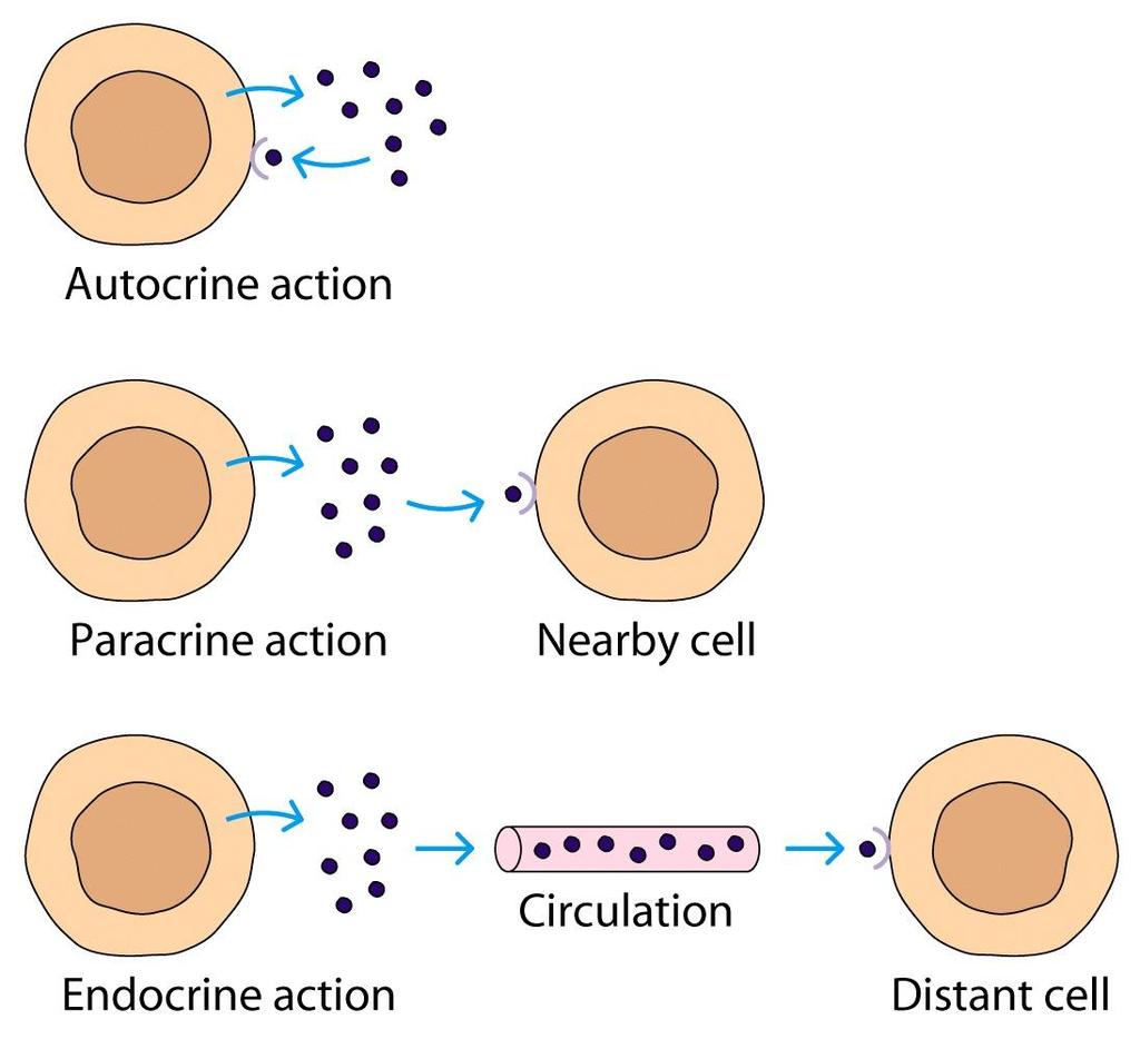 Autocrine Affects the generating cell (self) Paracrine Affects cells in the immediate vicinity Action of Cytokines Cytokines can bind receptors & alter gene expression Cytokine-Receptor interactions