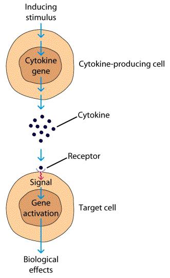 Cytokines: Soluble messenger molecules Low MW proteins Secreted by a variety of cells Important role in the induction and regulation of immune responses