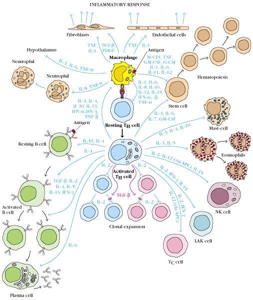 Cytokine Network CKs are part of complex system that regulates the immune system.