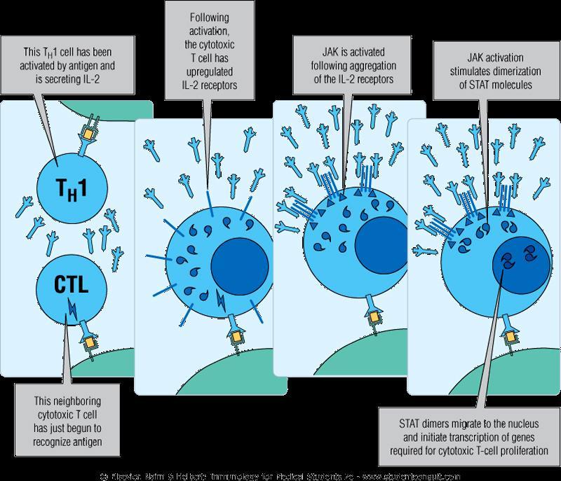 Most cytokine receptors are not expressed in high numbers in completely resting cells; they tend to be upregulated after a cell has been activated (e.g., after a T cell has been activated through its T-cell receptor).
