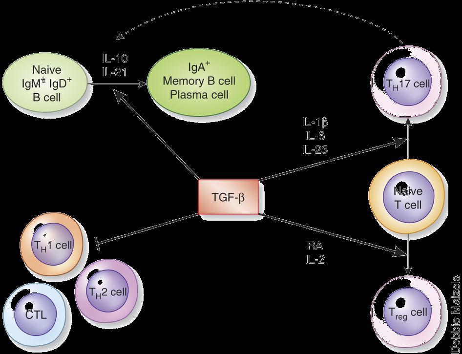 Development of Specialized T-Cell Responses https://www.youtube.com/watch?v=jjirlwuk01u Gut Immunity Gut-derived T cells secrete a cytokine called transforming growth factorβ (TGF-β).
