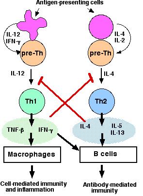 T H 2 Responses Worm infections tend to favor T H 2 responses.