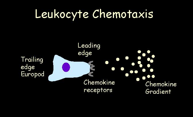 Chemokine Function Chemokines promote