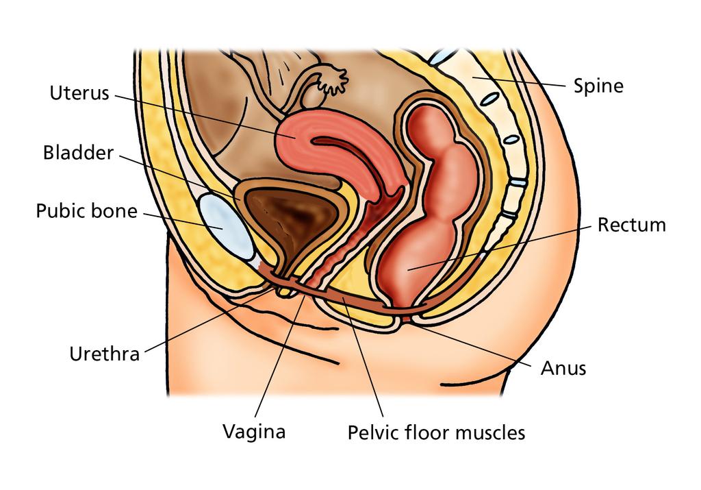 This leaflet aims to explain about your pelvic floor muscles, where they are and