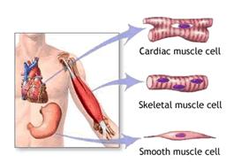 A. Skeletal - skeletal muscles - voluntary (striated) B.