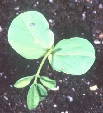 Herbicide: Atrazine Control On Sicklepod (Cassia obtusifolia) Control% 100 90 80 70 60 50 40 30 20 10 0 AAtrex Nine-O (μm) Nano CS