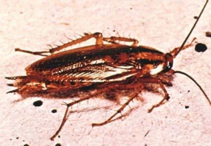 Insecticide: Indoxacarb Topical Control On German Cockroach (Blatella germanica) Mortality% 100 90 80 70 60 50 40 30 20 10 0 SC Control (μm) Nano CS
