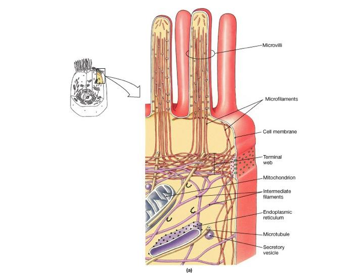 Cytoskeleton 4 major components: 1.