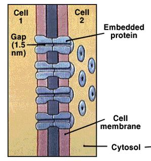 1) Gap Junctions Channel proteins (connexons) interlock and form pores