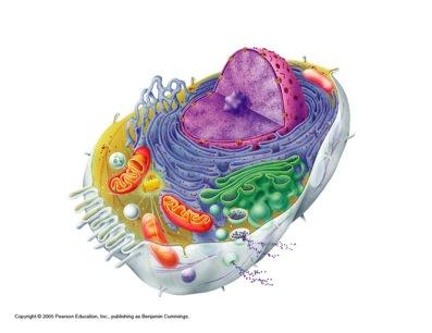 Anatomy of a typical cell 1. Cell membrane 2. Cytoplasm = cytosol + organelles 3.