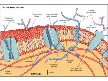Cell Membrane Synonyms: plasma membrane plasmalemma axolemma