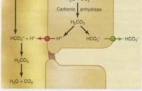 bicarbonate HCO - 3 excretion = HCO 3- filtered HCO 3- reabsorbed + HCO 3- secreted 1 Bicarbonate reabsorption 48 When [H +
