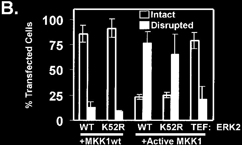 K52R), or ERK2 tyrosine mutation (ERK2 TEF). The average and SD of each average are shown from three separate experiments.