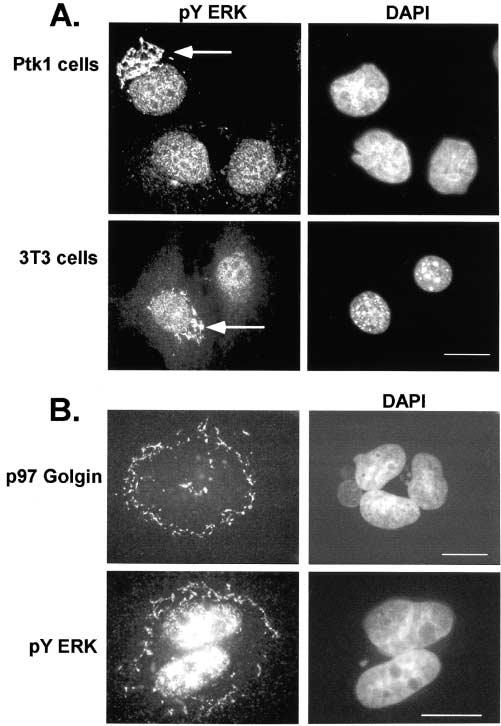 Figure 1. Perinuclear Golgi-like staining of py ERK2 in cells. (A) Immunofluorescent staining for py ERK and DAPI in Ptk1 or NIH 3T3 cells. Arrows highlight Golgi-like appearance with py ERK.