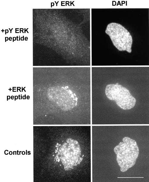 Figure 3. Inhibition of py ERK staining in mitotic cells with py ERK specific peptides.