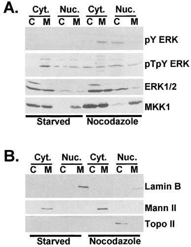 Figure 5. py ERK associates with cellular membranes of fractionated cells enriched in G2/M. NIH 3T3 cells were incubated in low serum (0.