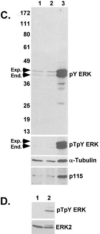 (A) Immunoblots for py ERK, ptpy ERK, total ERK2, or MKK1, and (B) for Mann II, lamin B, or Topo II from fractionated cell proteins. (C) py ERK reactivity in proteins isolated by sucrose gradient.