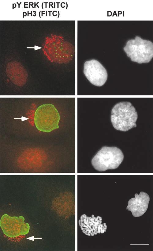 Figure 6. Localization of py ERK on Golgi complex is specific for cells entering mitosis.