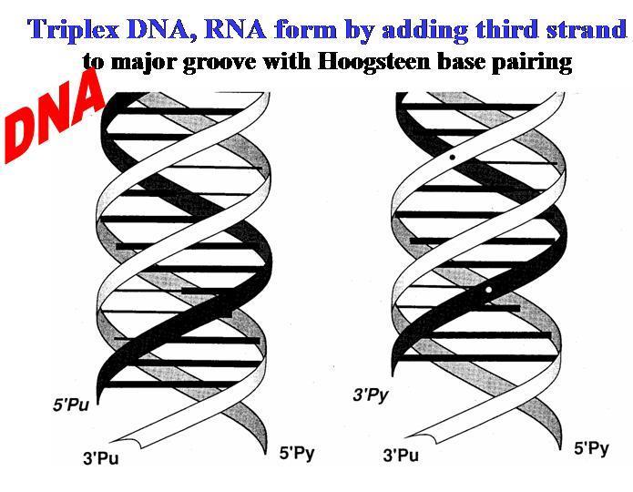 Triplex DNA has unique