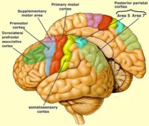 Frontal lobe epilepsies Supplementary motor seizures Speech arrest and