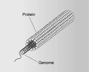 particles consisting of: Nucleic