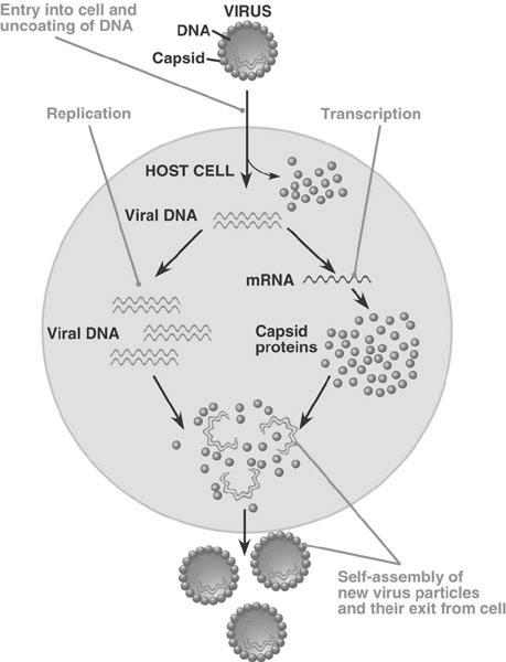 viral surface protein viral receptor 2.