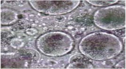 Optical microscopy image of nano and micro emulsions of oil and NBCM cleaner after rinsing with water.