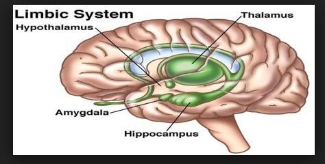 Mental Health: System #1 Threat Detection- Protection System The oldest system Brain: Activated by Amygdala (the size of an