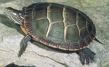 Sperm storage Chrysemys picta msats Painted turtle Chrysemys picta young with the same