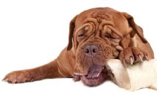 Feeding RAW bones or chews The chewing action of your pet when gnawing on a bone will scrape plaque from the teeth, diminish bad breath, and stimulate the gums.