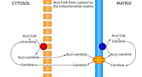 Fatty Acid Oxidation Defect Two mechanisms: Impaired capacity to use stored fat as fuel in periods of fasting with depleted glycogen stores Defect in carnitine which transports fatty acids during